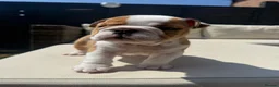 English Bulldog dogs for sale: READY NEXT WEEK - SPECIAL BOY SEEKS HOME - Advert 6