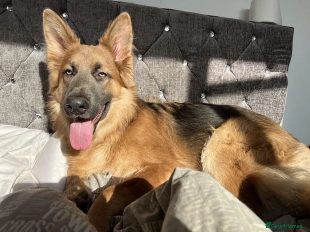 German Shepherd dogs for sale: Naga/Cas - Advert 4