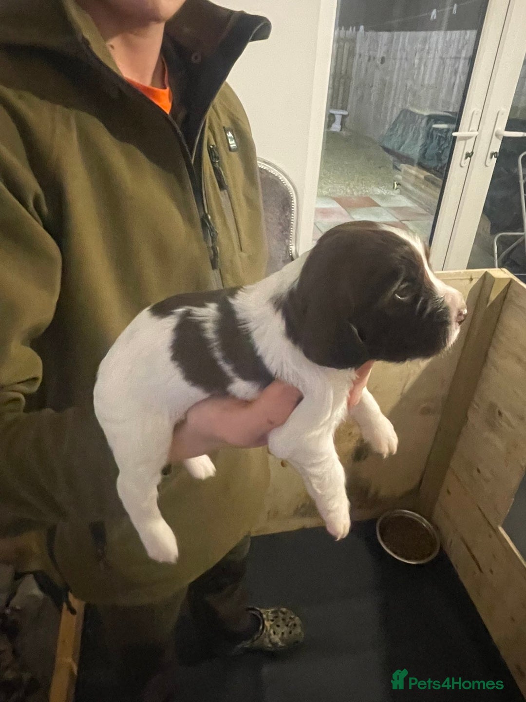 Cocker Spaniel dogs for sale: Stunning Working cocker spaniels  - Advert 16