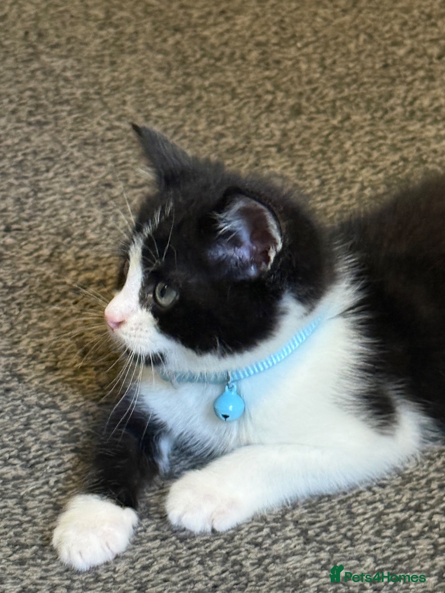 Mixed Breed cats 8 week rescued kitten  - Advert 1