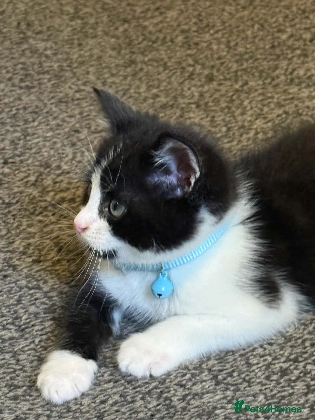 Mixed Breed cats for sale: 8 week rescued kitten  - Advert 1