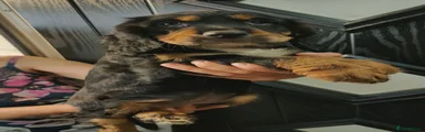 Cocker Spaniel 3