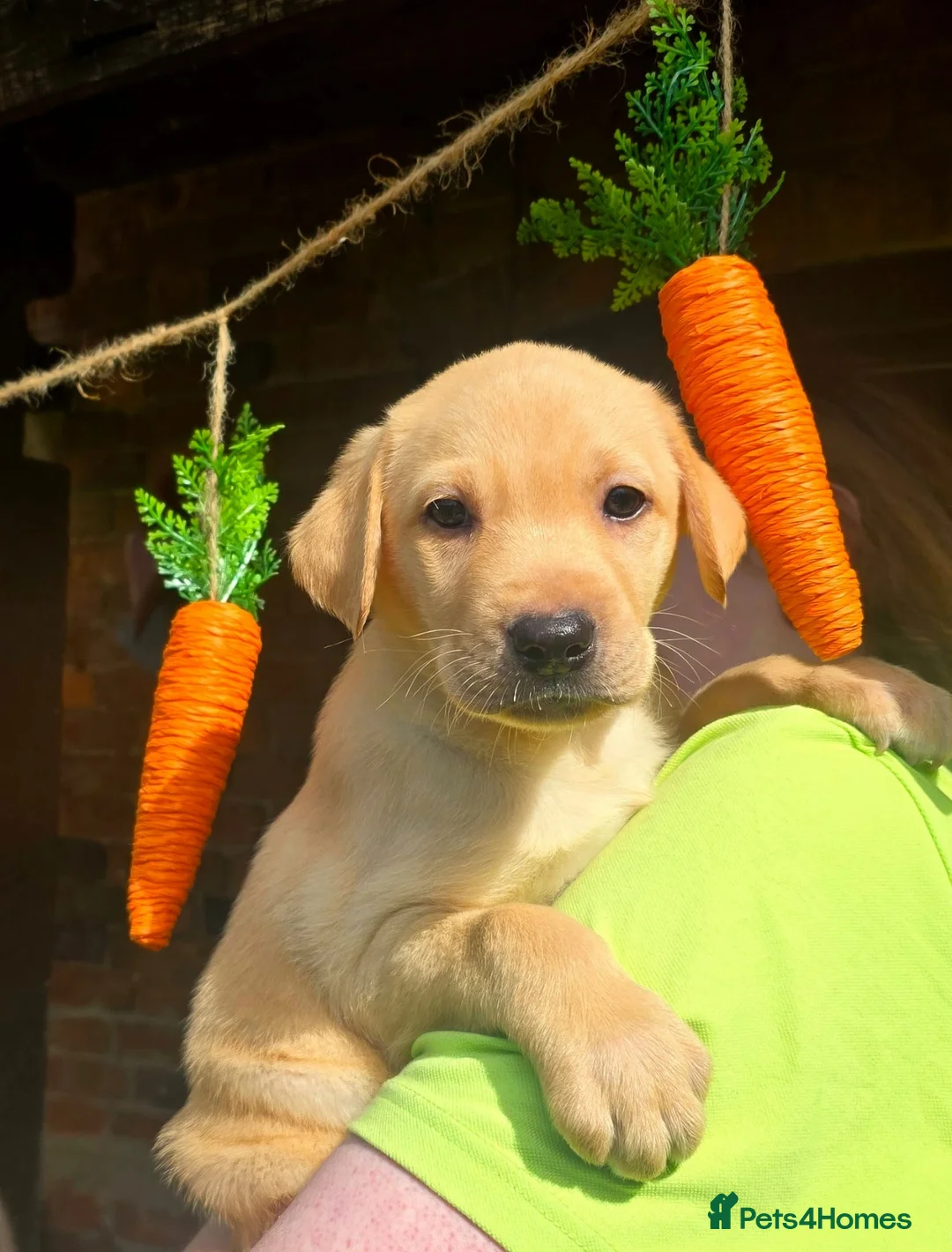 Labrador Retriever dogs for sale: Stunning Labrador puppies Ready to reserve - Advert 1