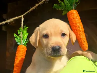 Labrador Retriever dogs Stunning Labrador puppies Ready to reserve - Advert 15