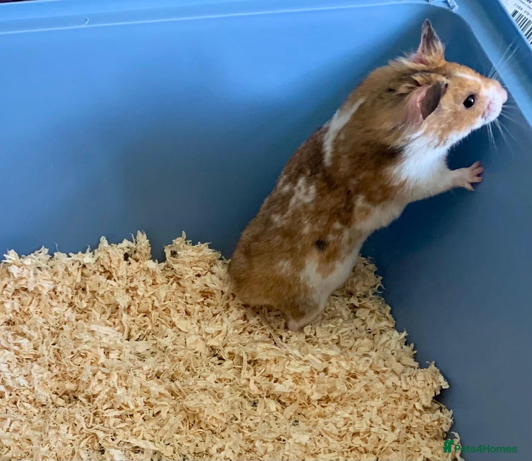 Hamster rodents for sale: Syrian Hamster  - Image 3