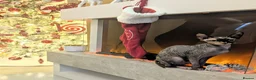 Sphynx cats for sale: Two female Sphynx for sale. Must go together! in Llanelli - Advert 2