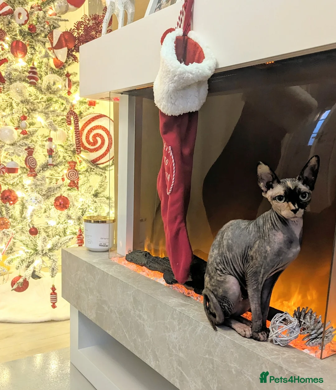 Sphynx cats for sale: Two female Sphynx for sale. Must go together! in Llanelli - Advert 2