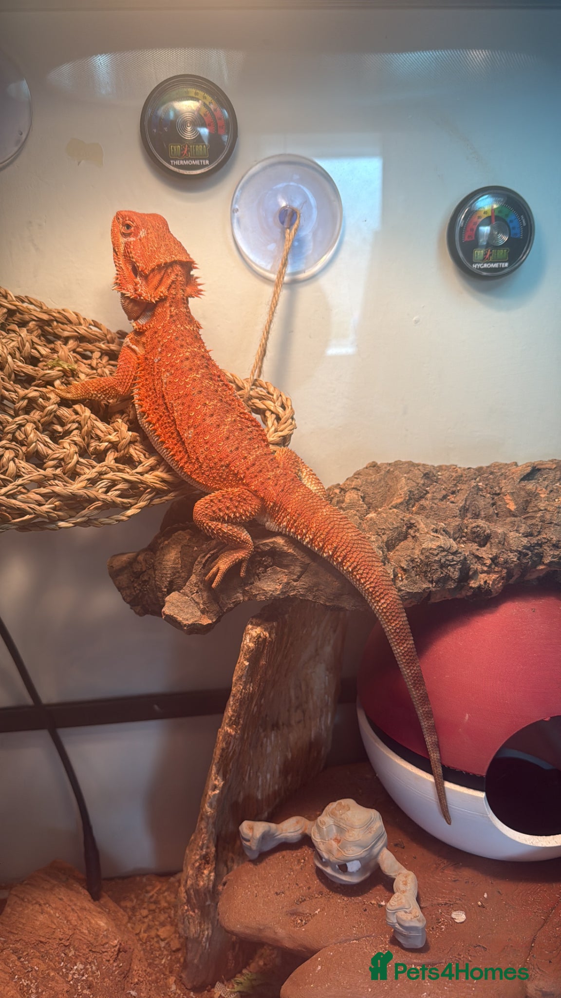 Bearded Dragon reptiles red bearded dragon for sale - Advert 13