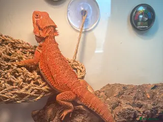 Bearded Dragon reptiles red bearded dragon for sale - Advert 13