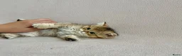 British Shorthair cats for sale: 🐾 Purebred Golden BSH kittens 🐾  in Leeds - Advert 34