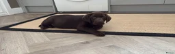 Labrador Retriever dogs for sale: Gorgeous girl needing a home - Advert 5
