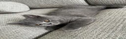 British Shorthair cats for sale: Blue British short hair kittens for sale  - Advert 11