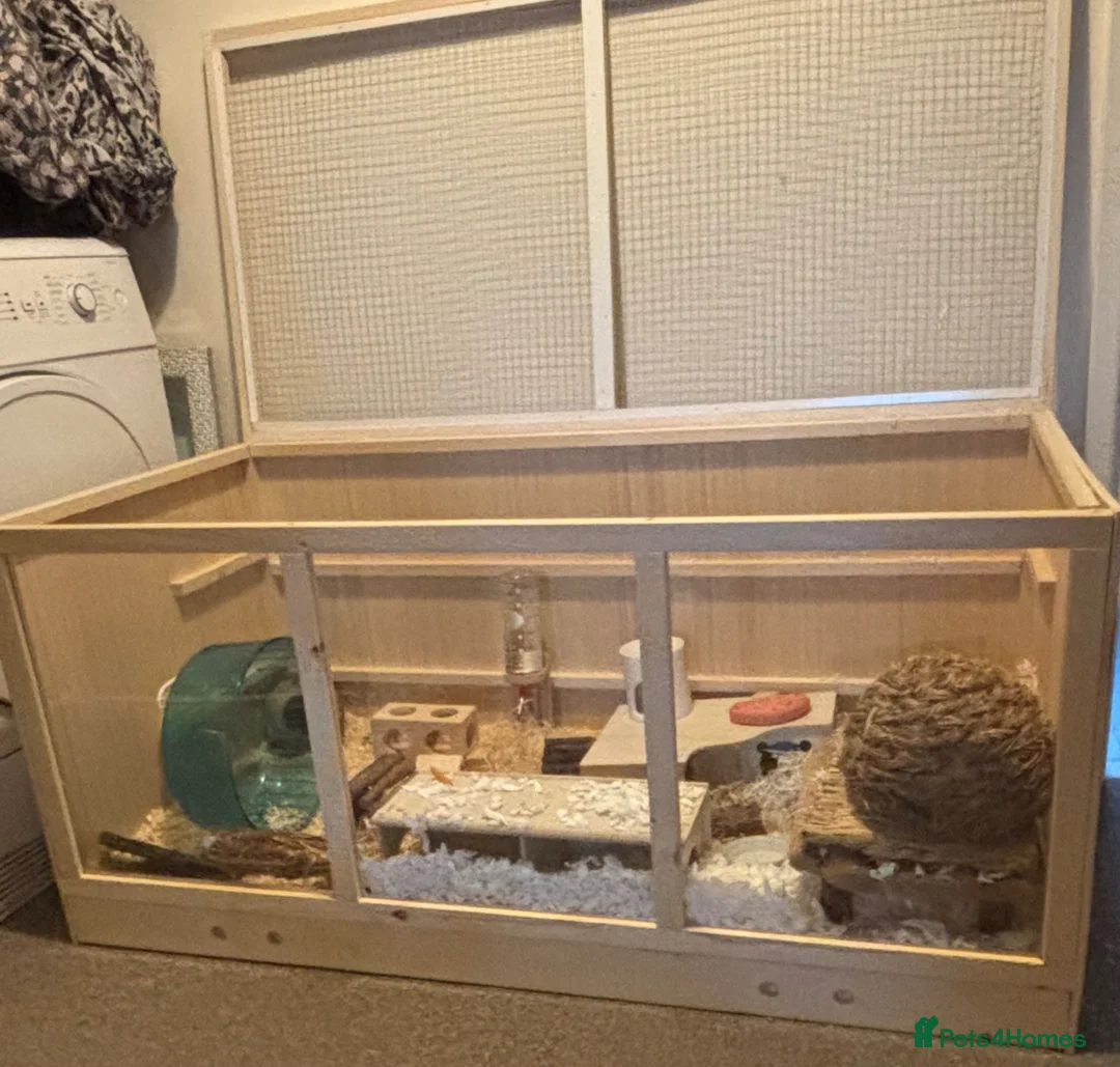 Hamster rodents for sale: Syrian hamster  - Advert 5