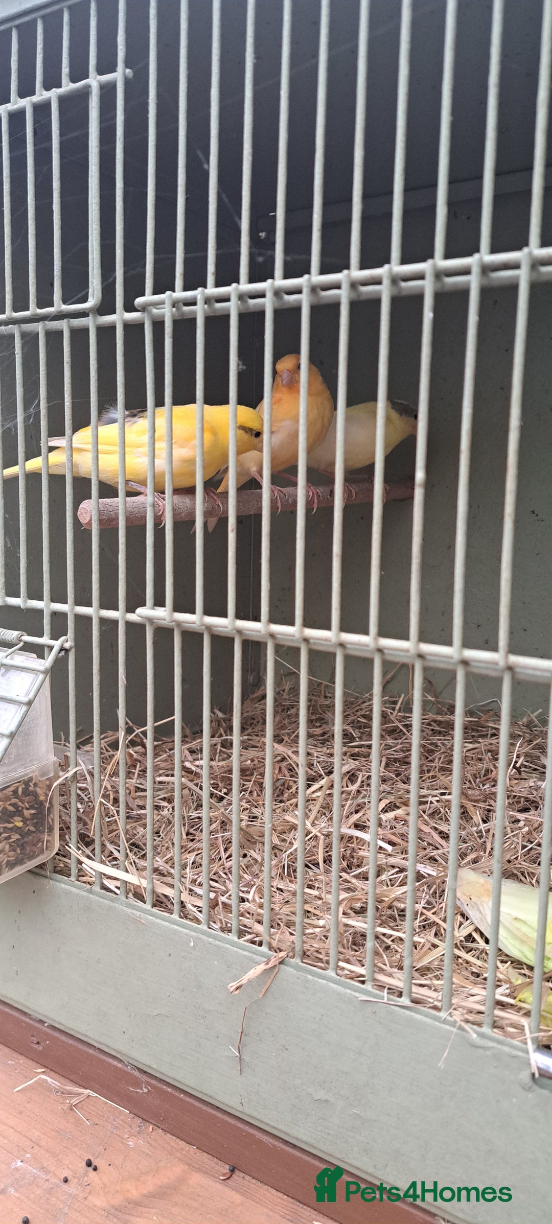 Canaries birds for sale: Canaries  - Image 2