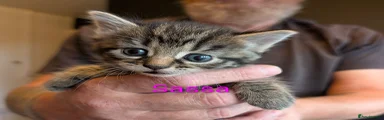 Sassa 🩷