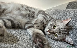 British Shorthair cats for sale: British Shorthair Silver Tabby Pair  in Wakefield - Image 11