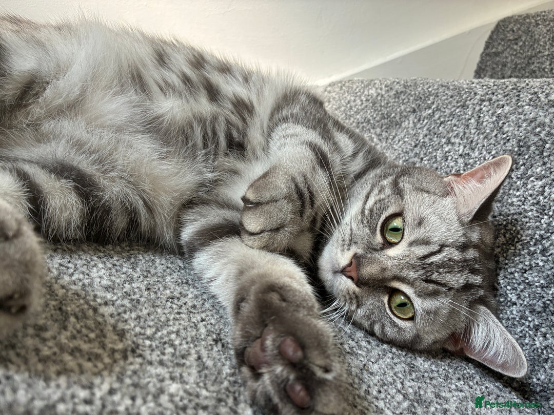 British Shorthair cats for sale: British Shorthair Silver Tabby Pair  in Wakefield - Image 11