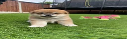 Japanese Shiba Inu dogs for sale: KC registered Japanese Shiba Inu puppies - Advert 38