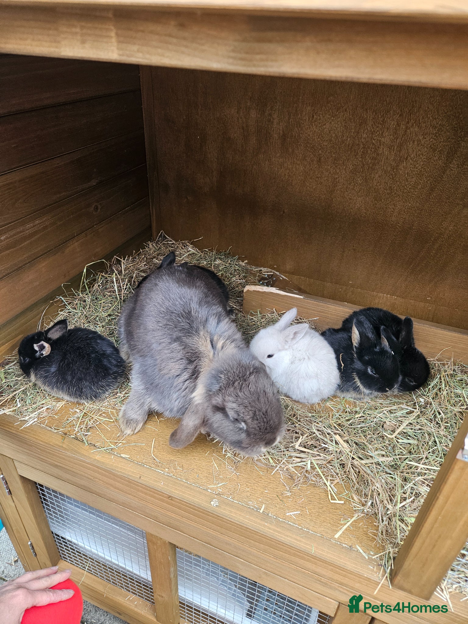 Mixed Breed rabbits Rex X mini lop bunnies - Advert 14