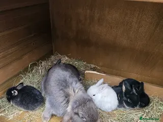 Mixed Breed rabbits Rex X mini lop bunnies - Advert 14