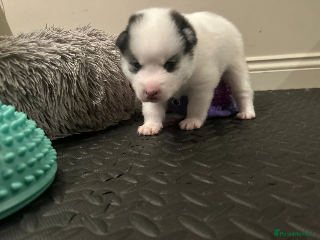 Pomsky dogs for sale: F2 Pomsky Puppies – Luna’s Pride Litter  - Advert 15