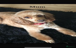 Cockapoo dogs for sale: Cockapoo puppy’s  - Image 10