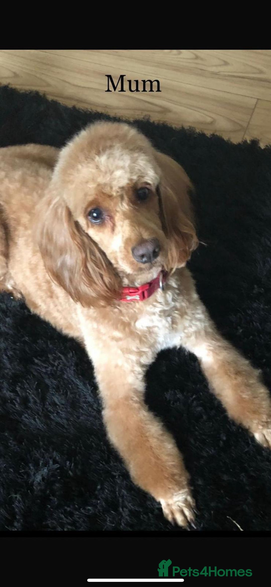 Cockapoo dogs for sale: Cockapoo puppy’s  - Image 10