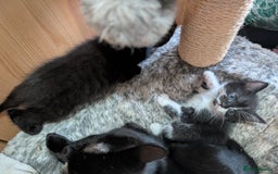 Mixed Breed cats for sale: Last kitten from this litter available now. - Image 5