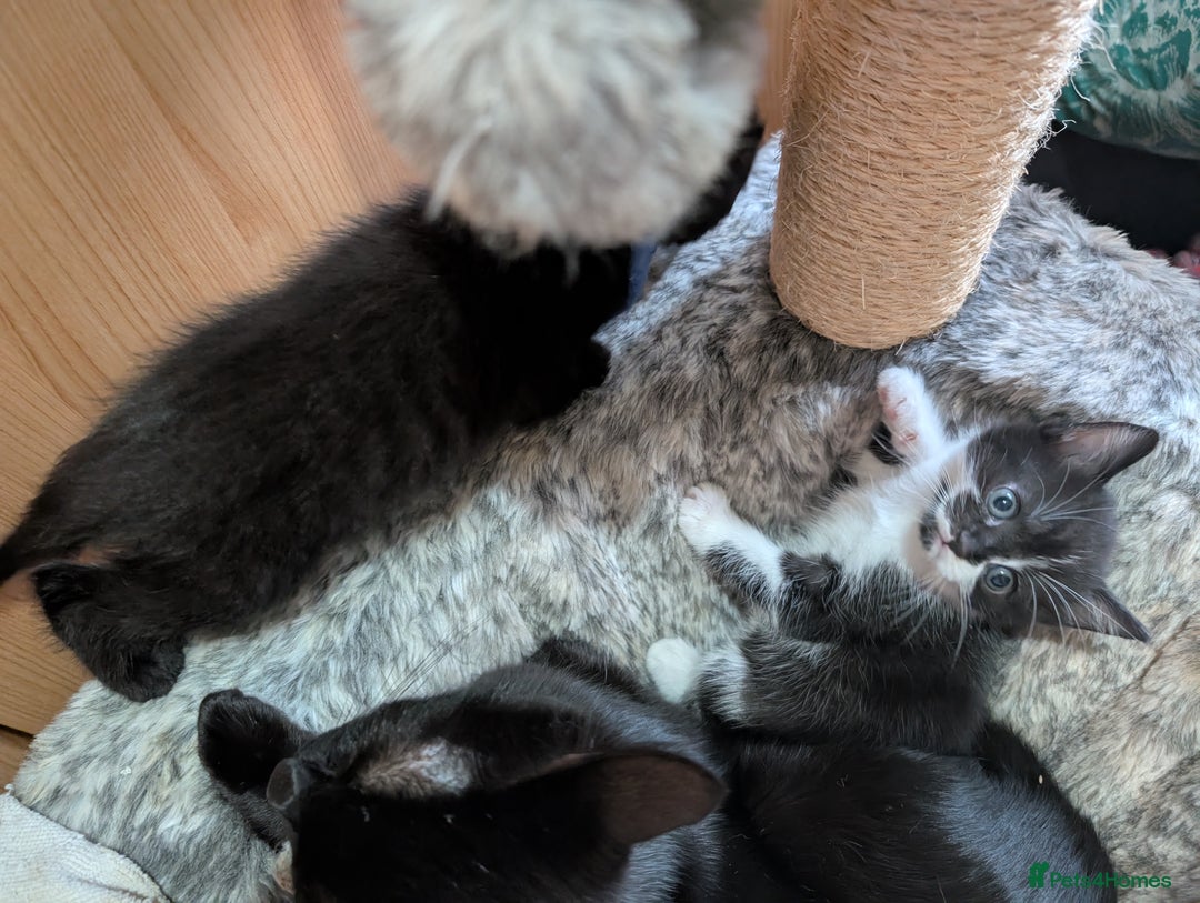 Mixed Breed cats for sale: Last kitten from this litter available now. - Image 5
