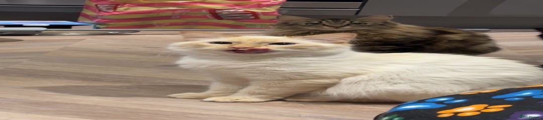  White and ginger ragdoll
