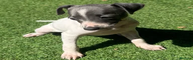 Italian Greyhound 2
