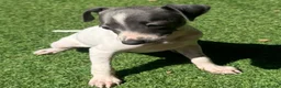 Italian Greyhound dogs for sale: Stunning KC Registered Ready Now - Advert 7