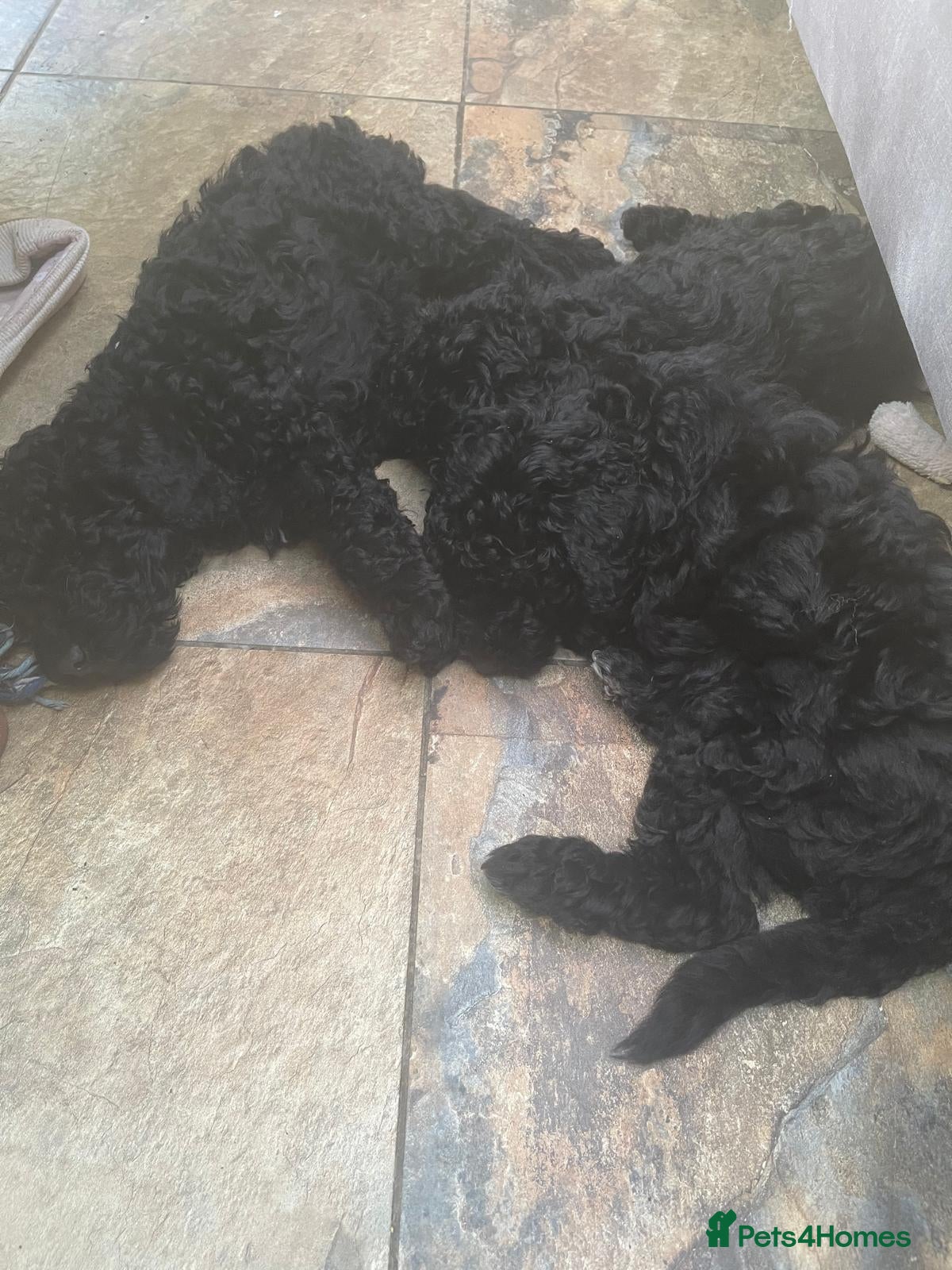 Miniature Poodle dogs Miniature Poodle puppies  - Advert 1