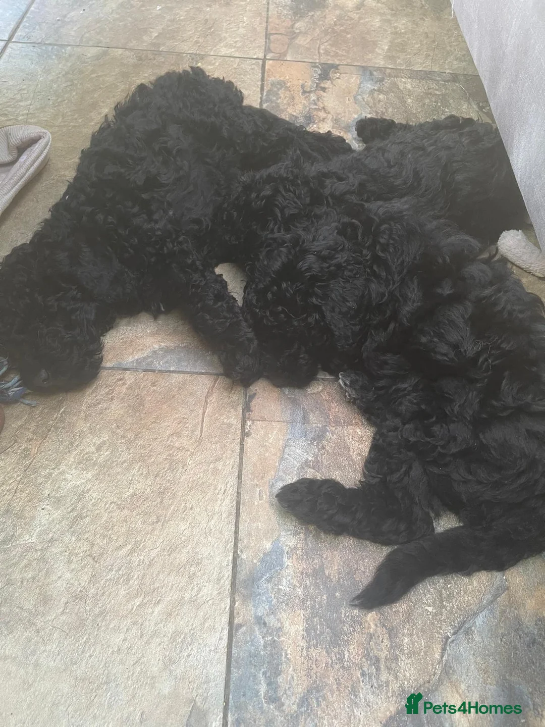 Miniature Poodle dogs for sale: Miniature Poodle puppies  in Clacton-on-Sea - Advert 1