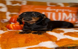 Miniature Dachshund dogs for sale: 🩷🩷 Two Beautiful KC girls🩷🩷 - Image 7