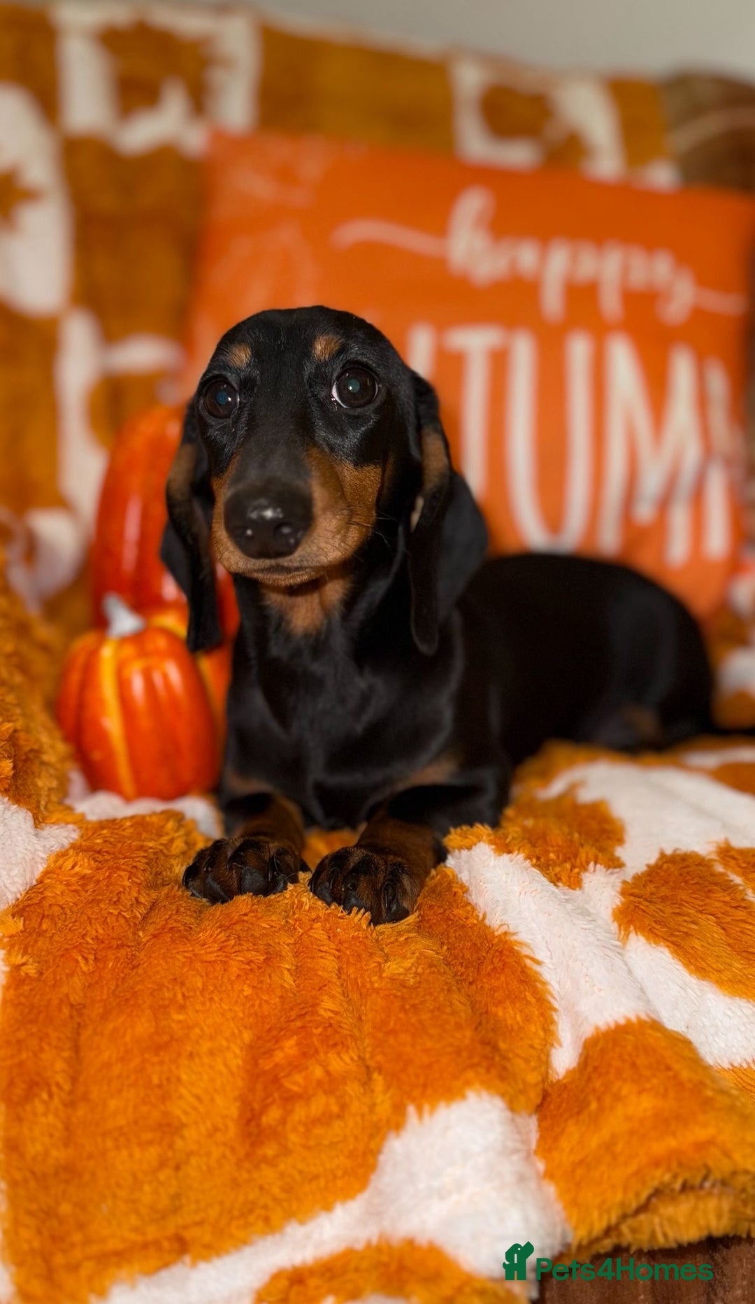 Miniature Dachshund dogs for sale: 🩷🩷 Two Beautiful KC girls🩷🩷 - Image 7
