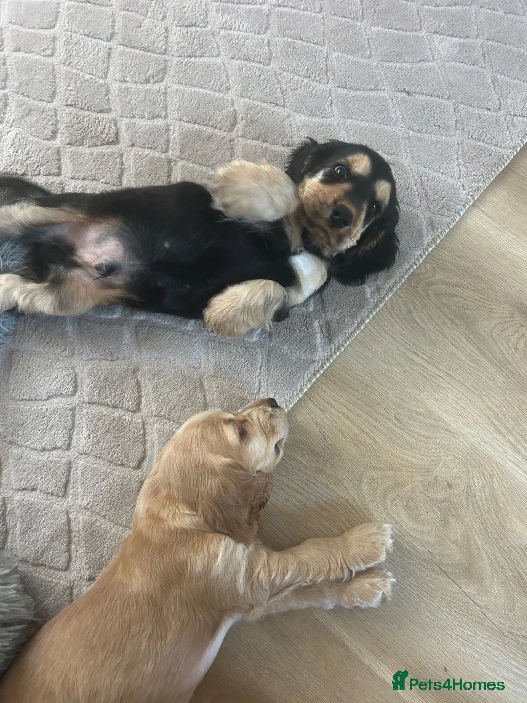 Cocker Spaniel dogs for sale: Beautiful Show cocker spaniel puppies  - Advert 2