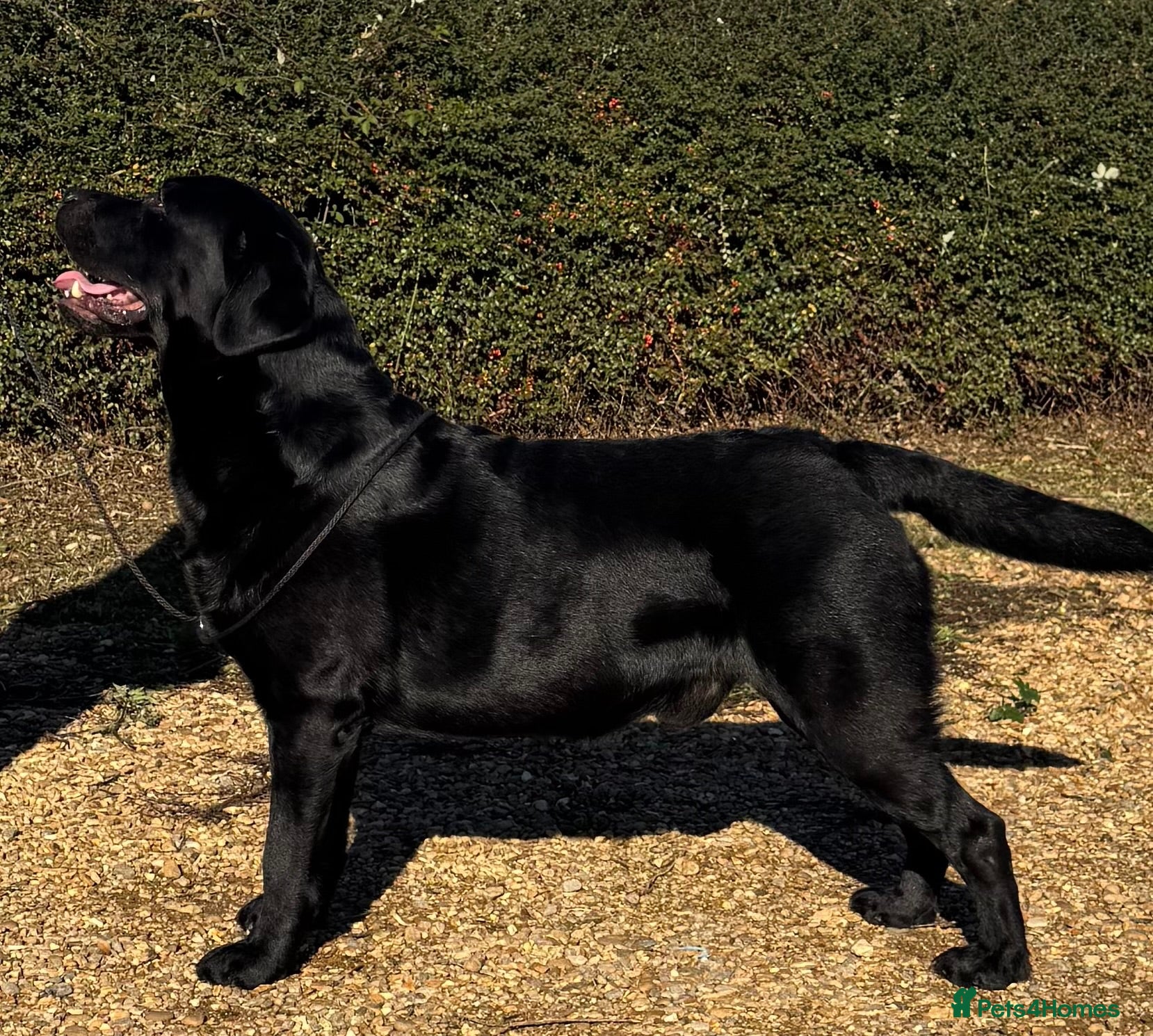 Labrador Retriever dogs Champion sired health tested Labrador stud proven - Advert 5