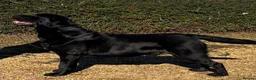 Labrador Retriever dogs for stud: Champion sired health tested Labrador stud proven - Advert 1