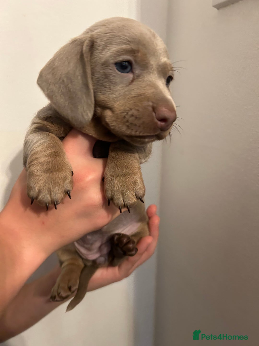 Dachshund dogs for sale: 5 stunning Dachshund puppies - Image 14