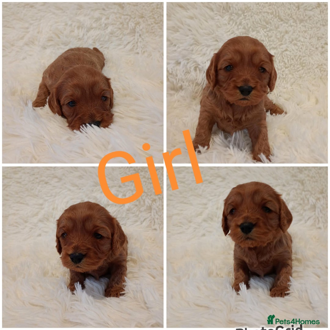 Cavapoo dogs for sale: Cavapoo puppies  - Advert 2