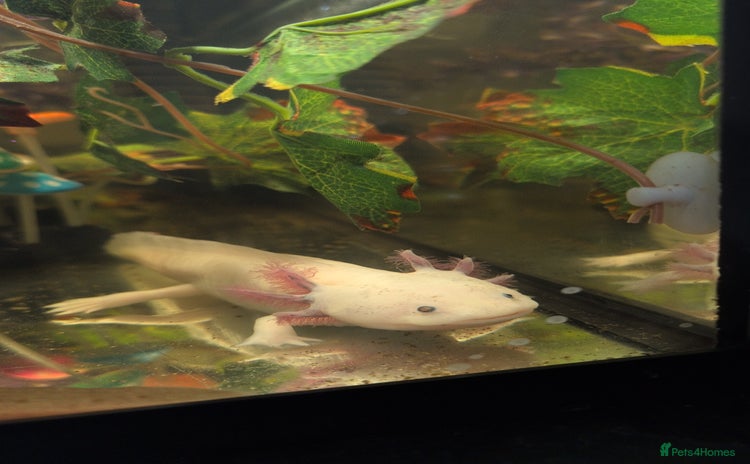 Other/Mixed Breed fish - Advert 1