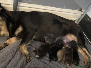 French Bulldog dogs Visual Fluffy French Bulldog Puppys - Advert 2