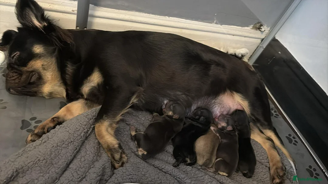 French Bulldog dogs for sale: Reduced 1 Female visual fluffy - Ready now - Advert 10