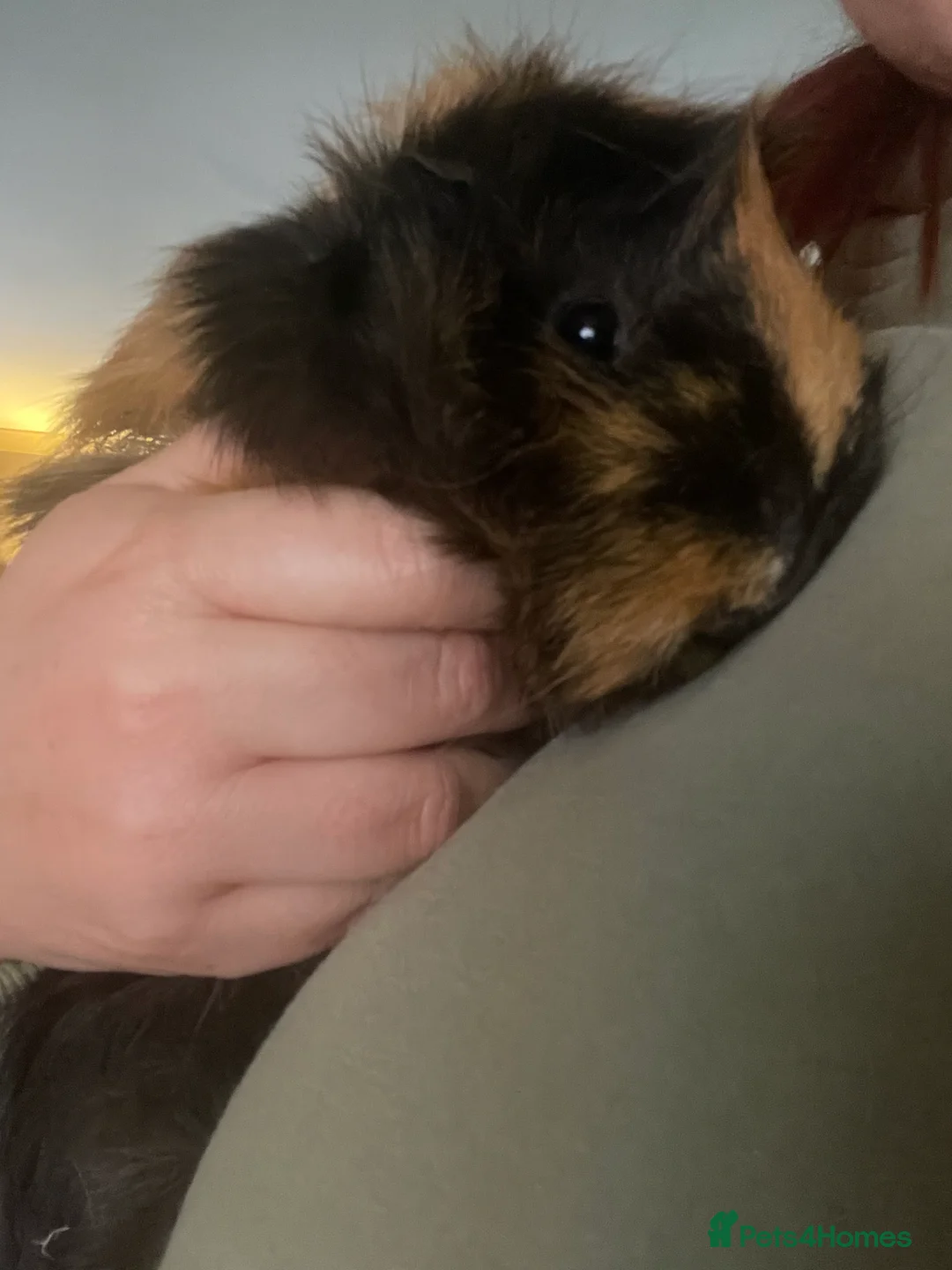 Guinea Pig rodents for sale: 2 Beautiful Black & Ginger Guinea Pig Girls  - Advert 3