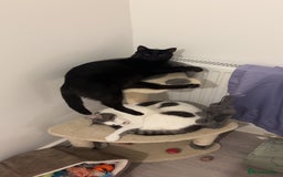 Mixed Breed cats for sale: Beautiful black & white kitten - Image 1