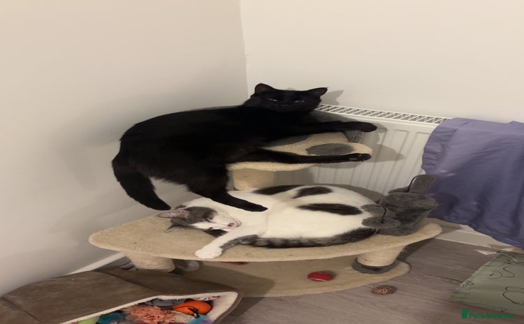 Mixed Breed cats - Advert 1