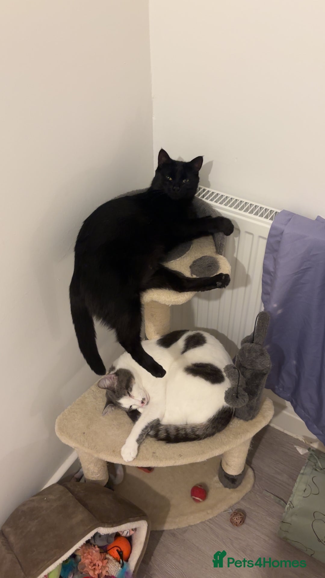 Mixed Breed cats for sale: Beautiful black & white kitten - Image 1