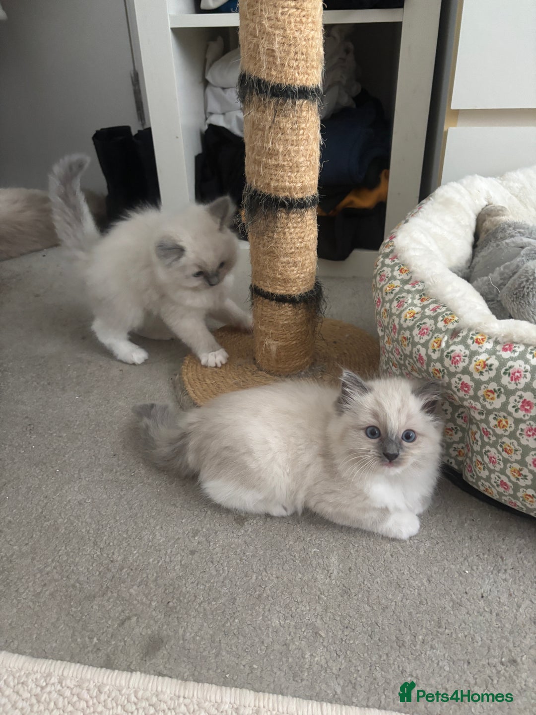 Ragdoll cats for sale: Last two Ragdoll Female kittens for sale  - Image 7