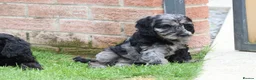 Cockapoo dogs for sale: F1 COCKAPOO PUPPIES FOR SALE - Advert 7